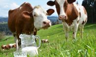 Продава Стопанства, Раднево, Маца Продава Стопанства, Раднево, Маца